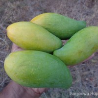 Mangifera indica L.